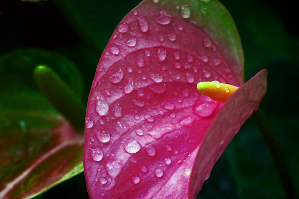 水浴びは涼し　P1230038zz