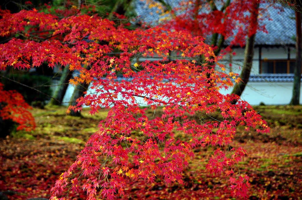 南禅寺 錦秋　IMGP8536zz