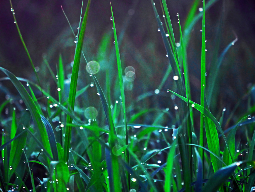 光る水玉　P1670593zz