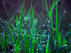 光る水玉　P1670593zz