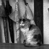 まどろみ　IMG8820zz