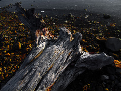 流れ者(物)Ⅱ　DSC08751zz