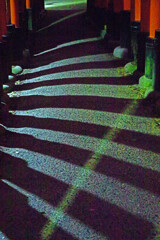 Shadow　IMGP6150zz