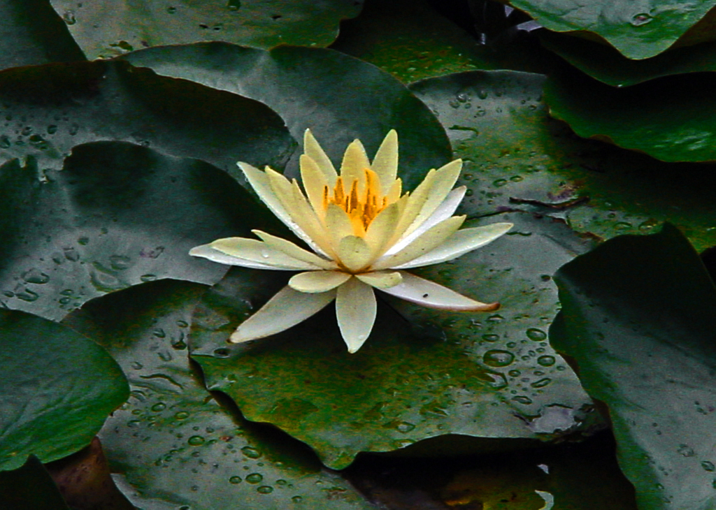 雨後の蓮　DSC00032zz