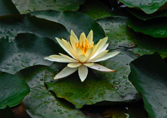 雨後の蓮　DSC00032zz