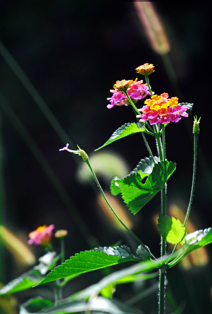 ランタナとえのころぐさ　P1250581zz