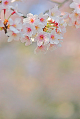 ほんのり桜色　IMGP8668zz