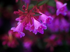 赤いアベリア　P1320400zz