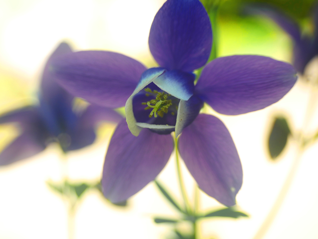 オダマキ ハイキー　P1200316zz