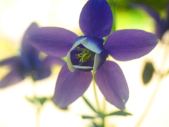 オダマキ ハイキー　P1200316zz