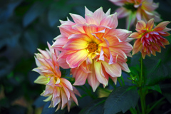 ダリアの花　IMGP3215zz