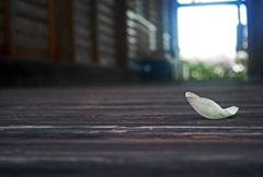 ひとひらの連弁　P1200136zz