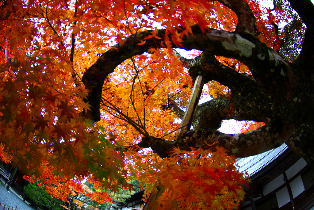 魚の眼で見た紅葉Ⅱ　IMGP0021zz