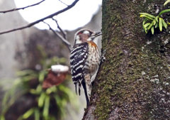 コゲラちゃん　P1320214zz