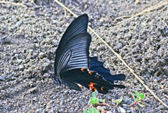 黒い蝶がとまった　P1320068z