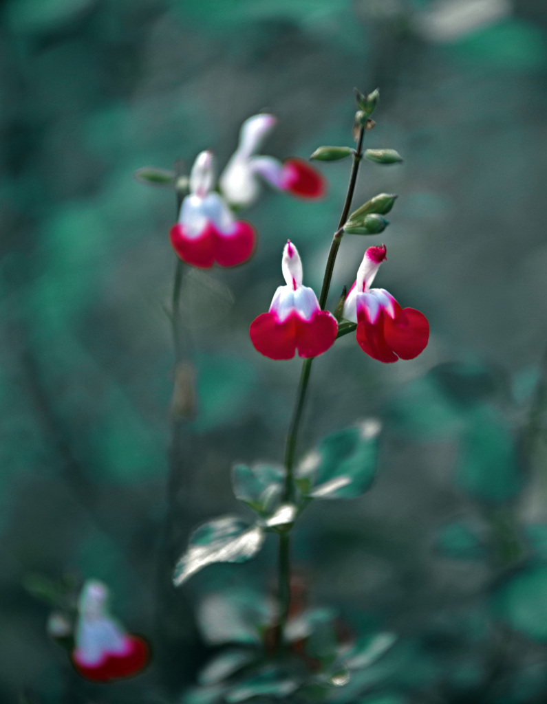 サルビア・ミクロフィラ　IMGP9275zz