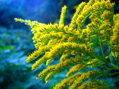 以外に美しい花　P1750562zz