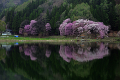 桜色の湖面　IMG8535zz