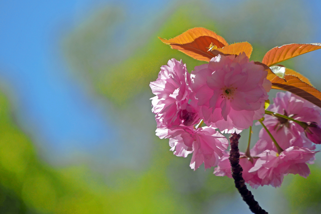 八重の桜　P1370744zz