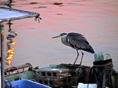 早朝の漁港　P1160794zz