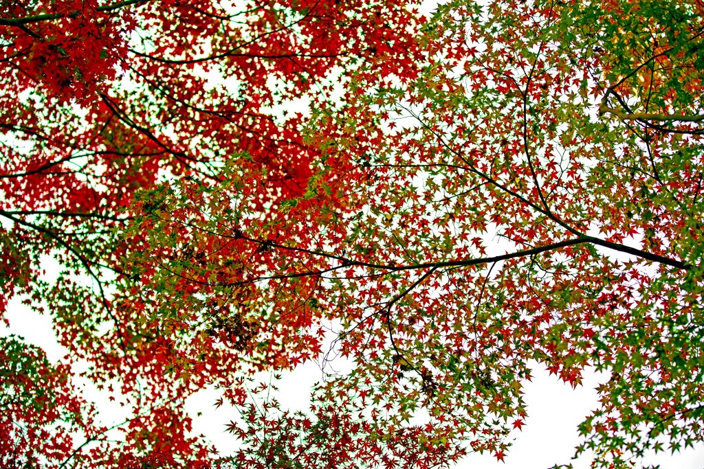 天の敷き紅葉　IMGP0359zz　