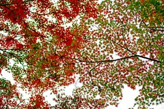 天の敷き紅葉　IMGP0359zz　