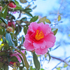 ピンクの山茶花　P1190166zz