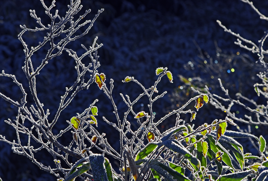氷の鎧　IMG8513zz