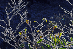 氷の鎧　IMG8513zz