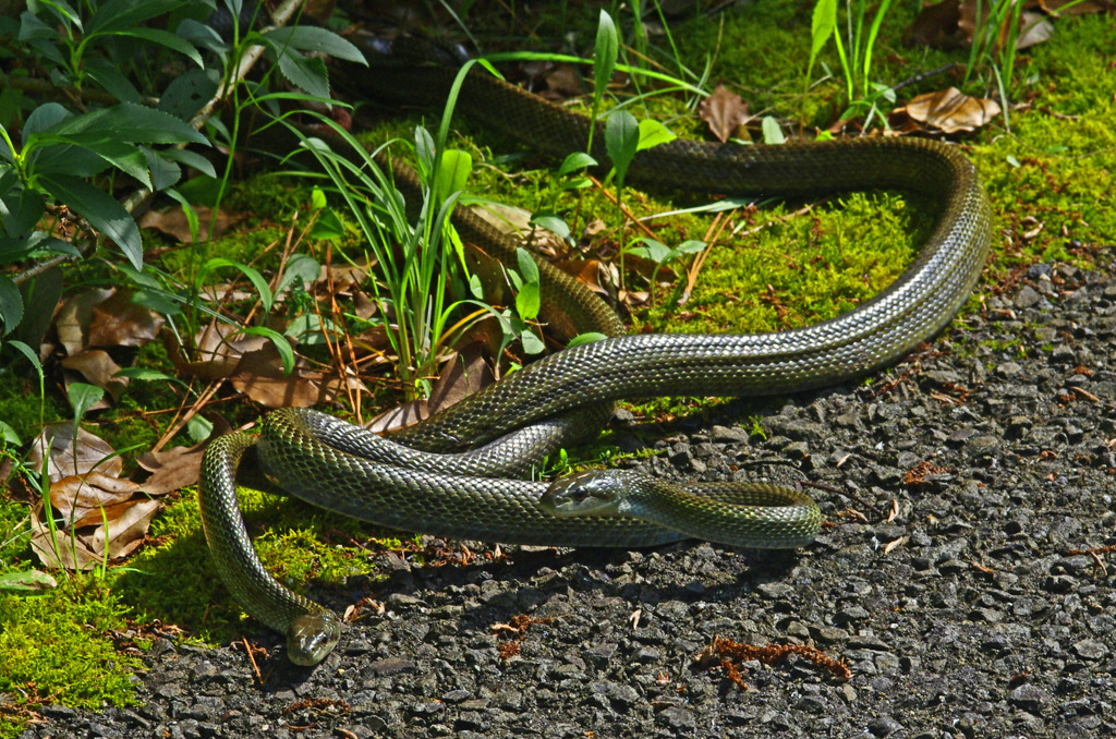 閲覧注意 爬虫類　IMG8558zz