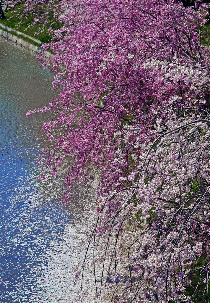 落花盛ん　IGP5262zz