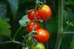 もうすぐ食べごろ　P1200450zz