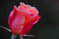 可憐な赤い薔薇　IMGP1242zz