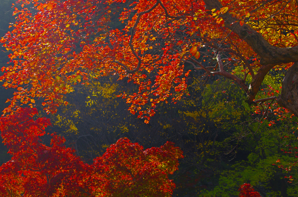 紅葉溪庭園　IMG9203zz