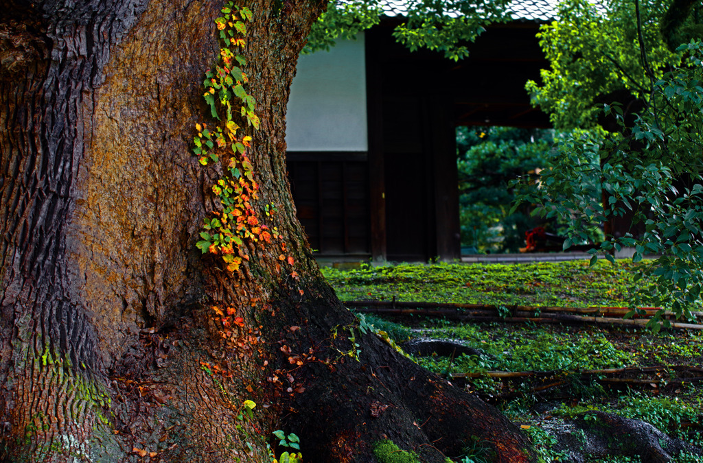 漲るパワー　IMGP1318zz