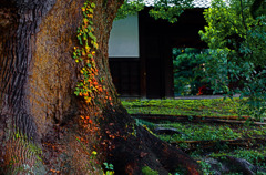 漲るパワー　IMGP1318zz