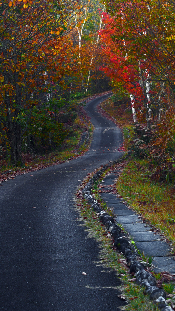夕暮れの小径　P1114307zz