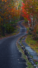 夕暮れの小径　P1114307zz