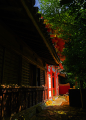 秋の日差し　P1044062zz