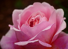 薔薇のほほえみ　P1220362zz