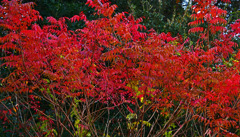 漆紅葉　P1500560zz