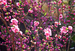 ハナモモガサイタ　P1110090zz