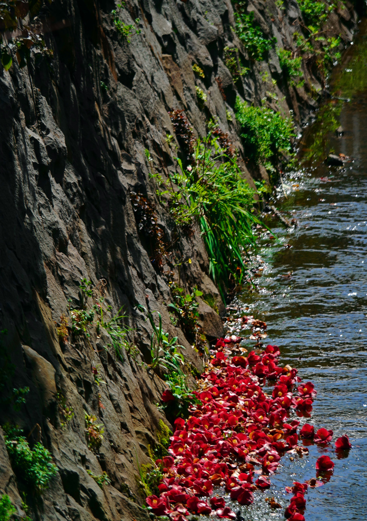 落ち椿　P1100518zz