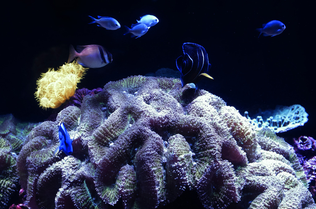 Coral dream　_IGP6851zz