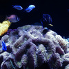 Coral dream　_IGP6851zz
