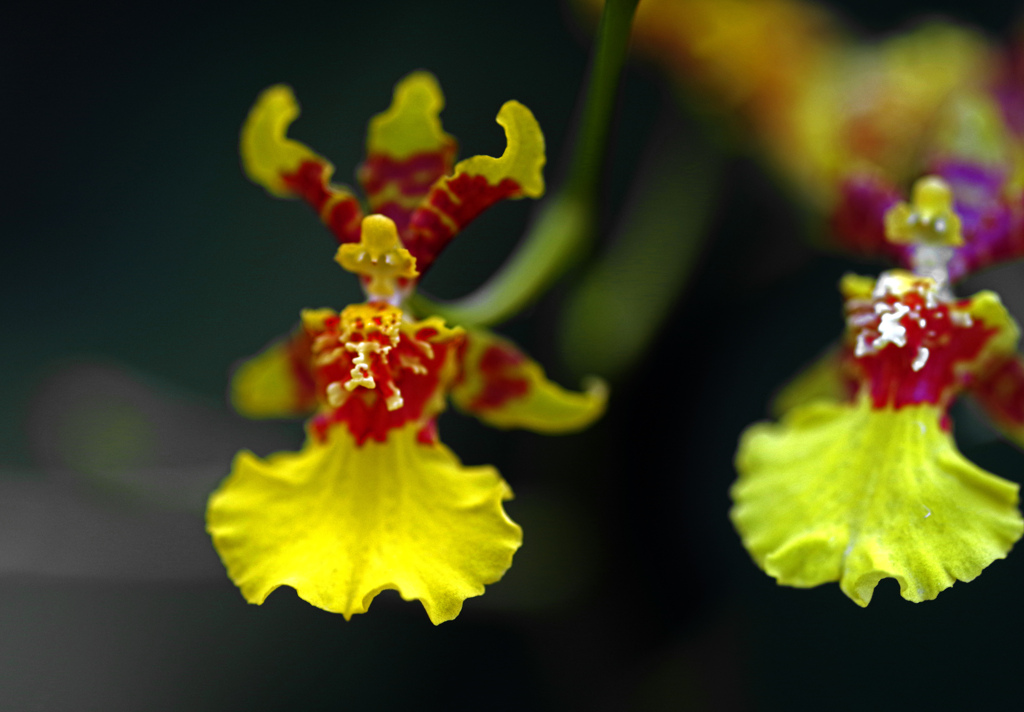 オンシジューム　IMGP0326zz