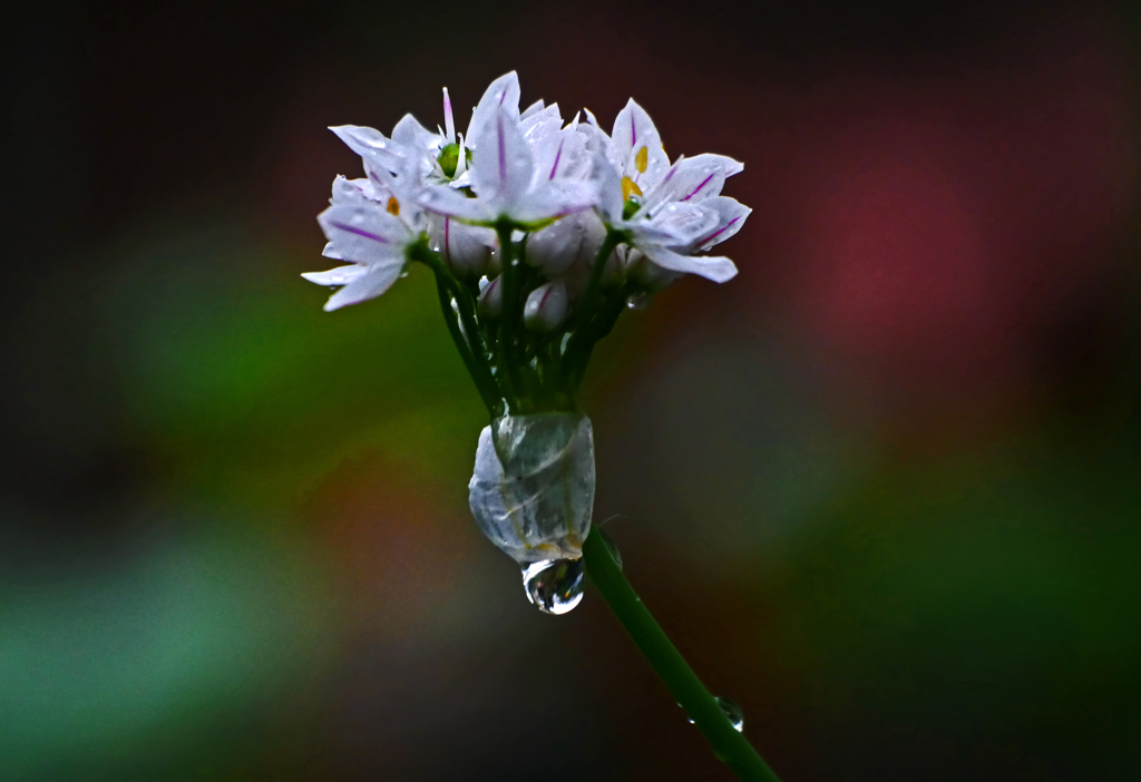 ハナニラの涙　P1140894zz