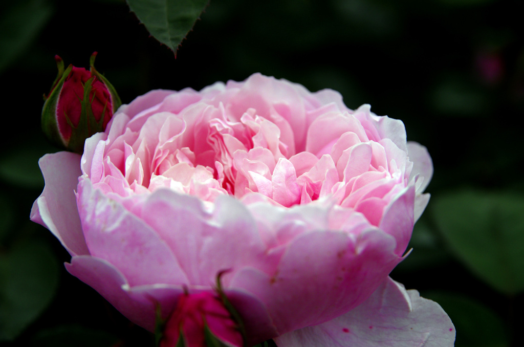 薔薇園にて　_IGP6117z