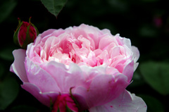 薔薇園にて　_IGP6117z