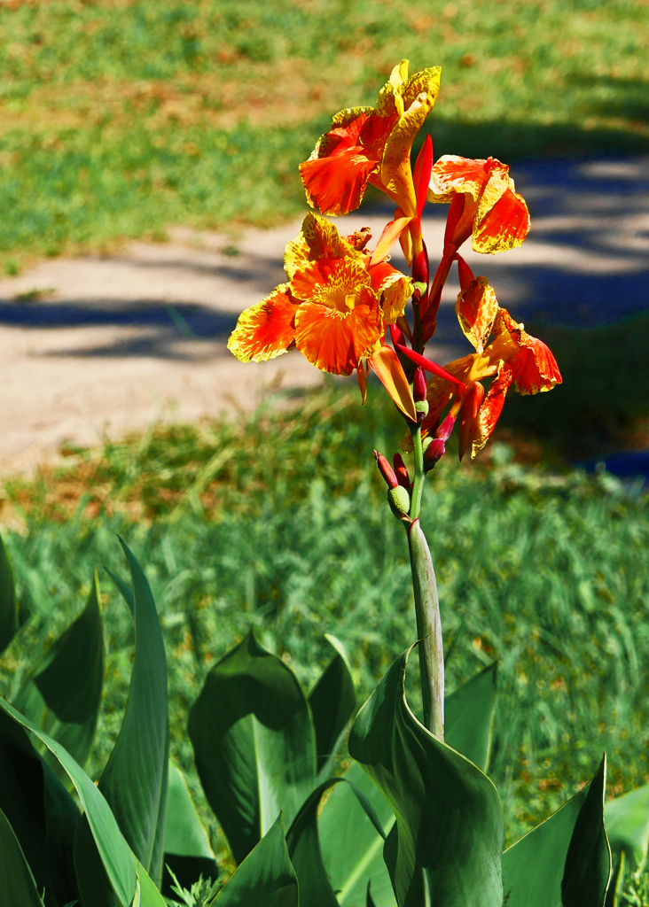 夏が似合う花　P1580706zz